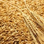 Tunisie : L’OOUN publie ce 15 août le calendrier de dépôt des candidatures à l’hébergement universitaire de l’année 2023/2024